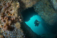 Explore the Sea Around Orkney’s North Isles in a New Virtual Dive Experience